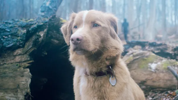 Indy the dog in Good Boy