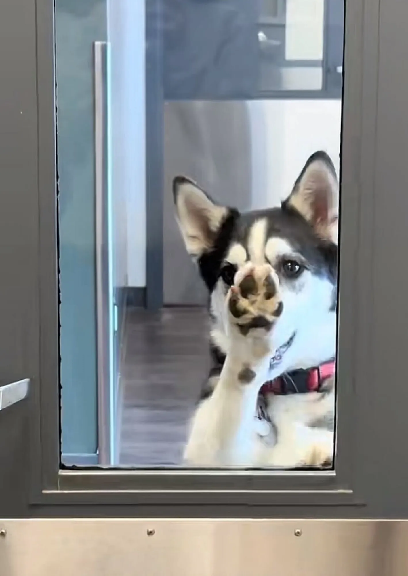 Husky Takes Herself to Daycare After Escaping Yard in TikTok