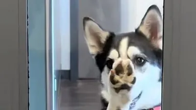 Husky Takes Herself to Daycare After Escaping Yard in TikTok