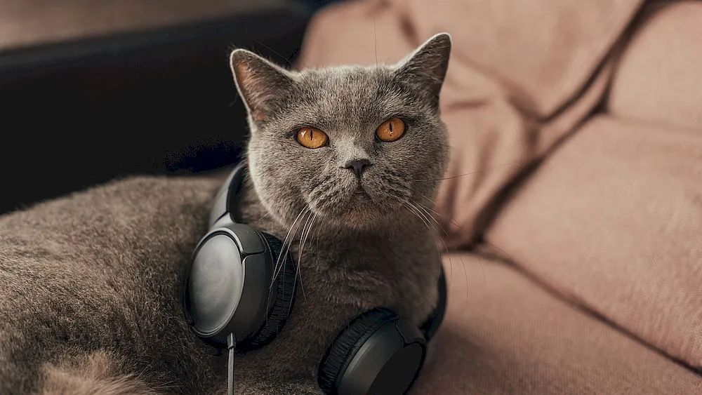 Gray cat with headphones isolated on white background