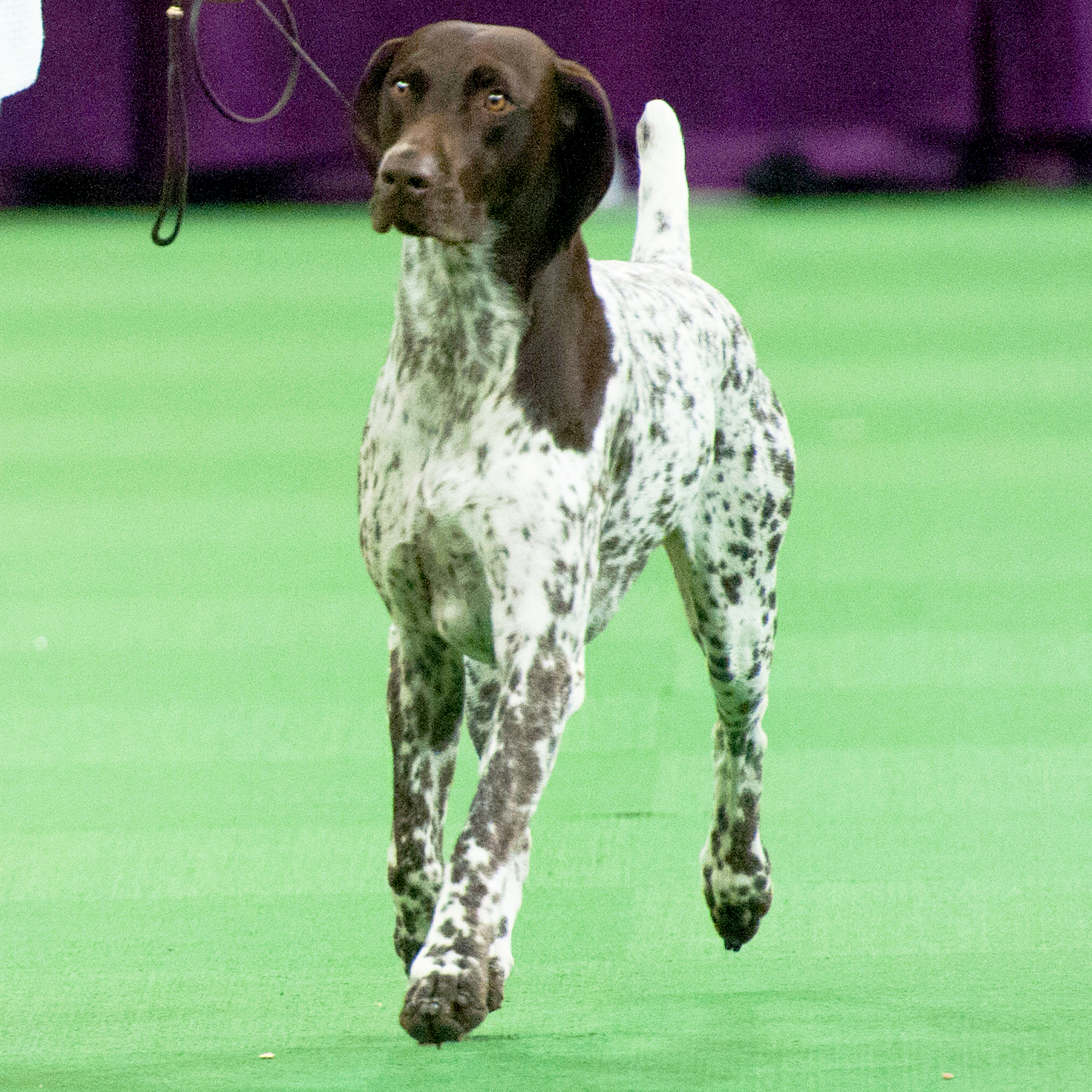 Westminster Kennel Club dog show