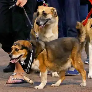 Chicago White Sox Dogs