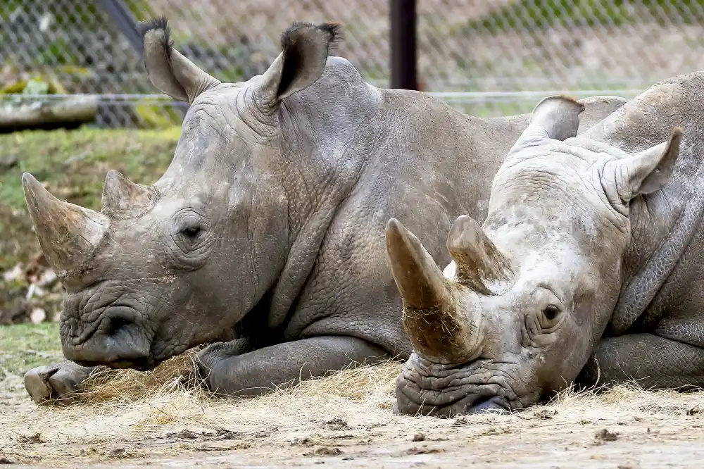 Rhinos Thoiry Zoo