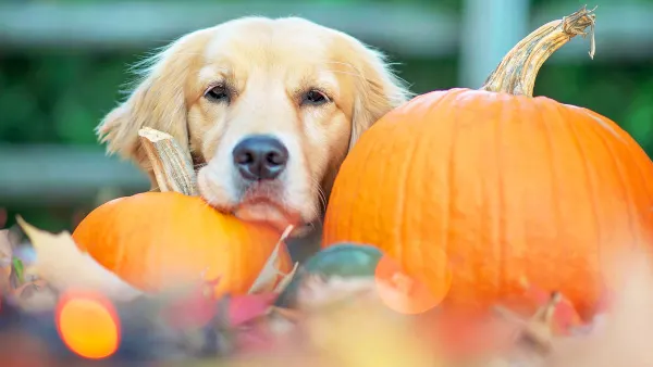 Dog October