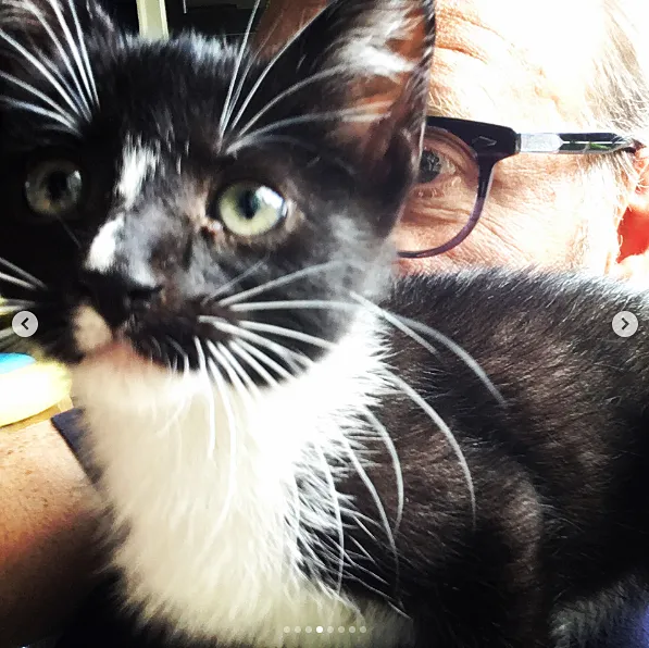 Alton Brown kitten Stir Fry