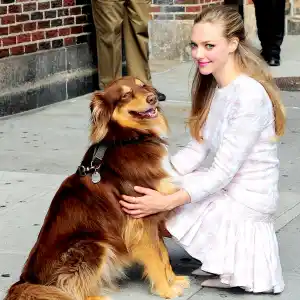 Amanda seyfried dog zoom 3d540f3a 936a 41c1 ab93 83b3e34bb2a9