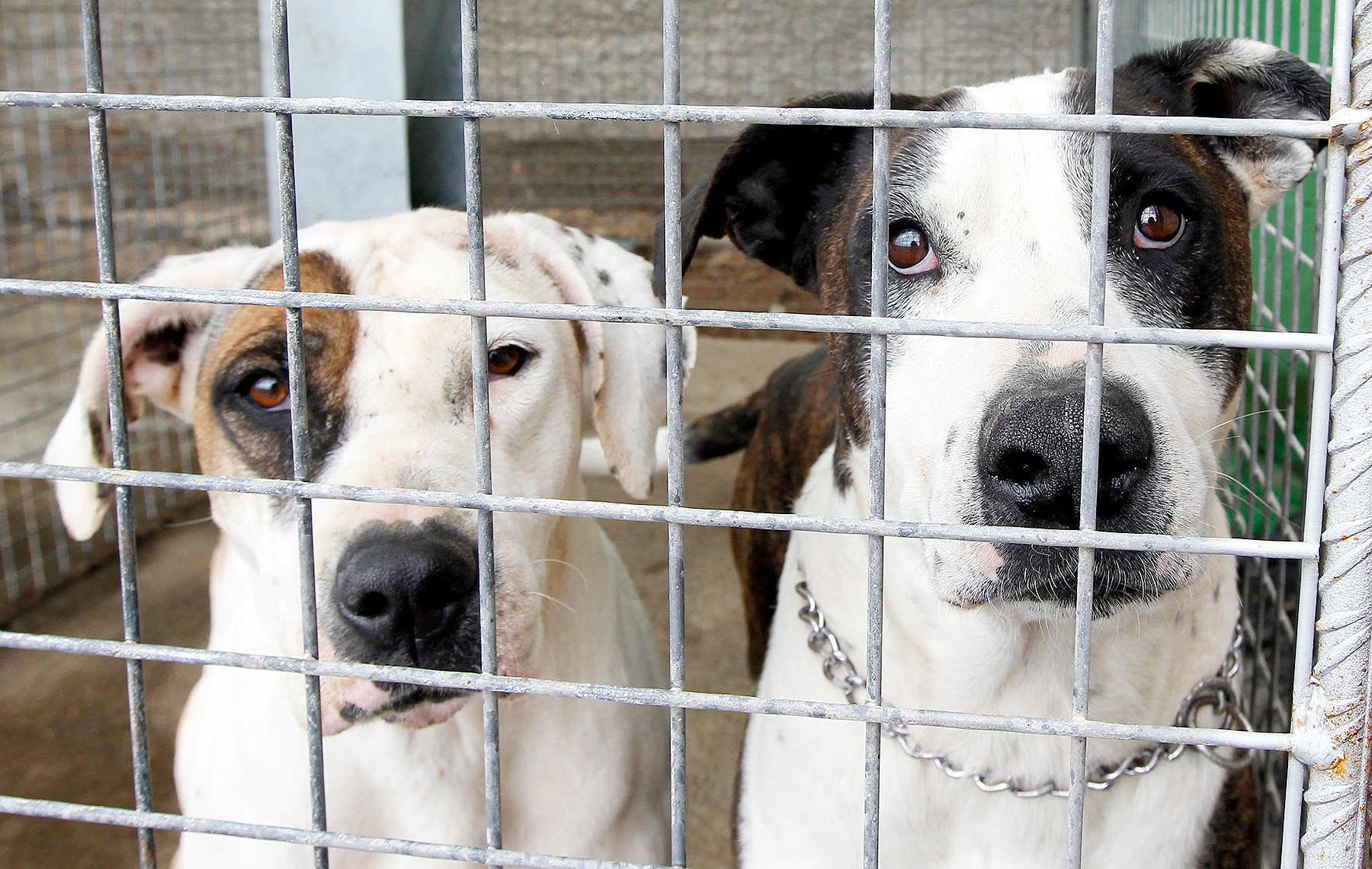 Animal shelter af26efc3 6ad5 43ac 9e49 0dc2f72a249f