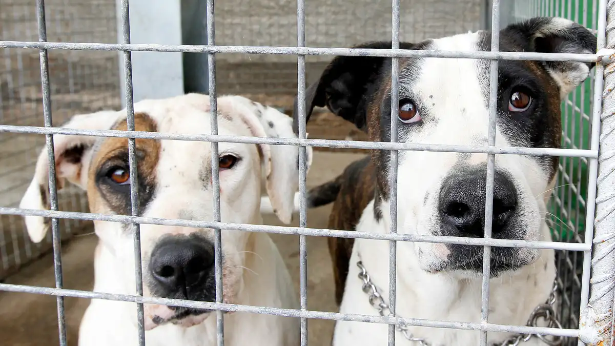 Animal shelter af26efc3 6ad5 43ac 9e49 0dc2f72a249f