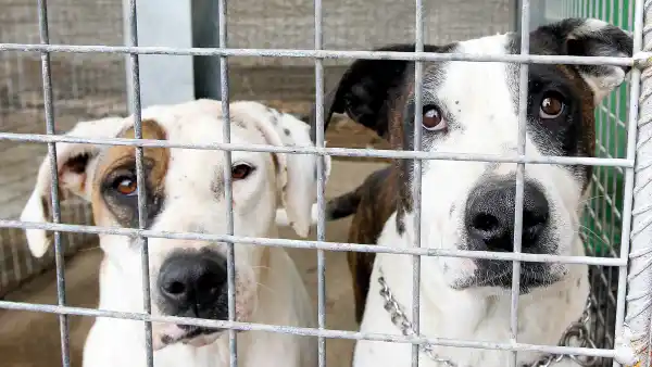 Animal shelter af26efc3 6ad5 43ac 9e49 0dc2f72a249f