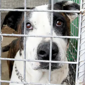 Animal shelter af26efc3 6ad5 43ac 9e49 0dc2f72a249f