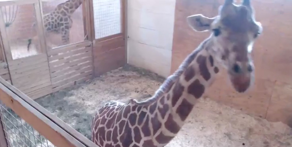 April Giraffe
