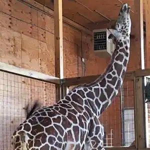April the Giraffe