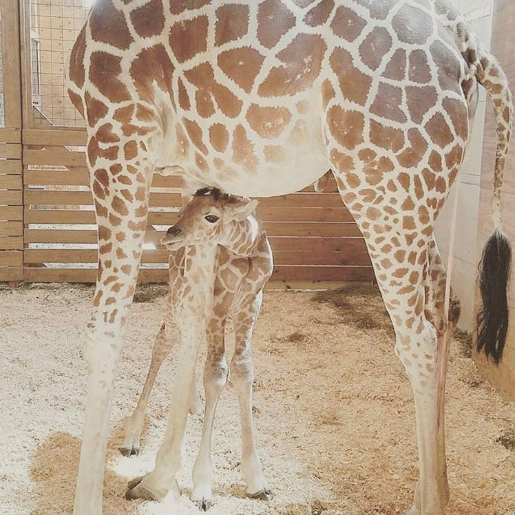 April the giraffe calf