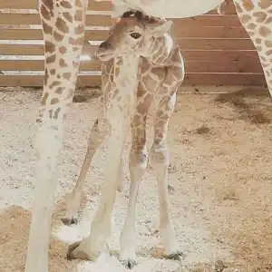 April the giraffe calf