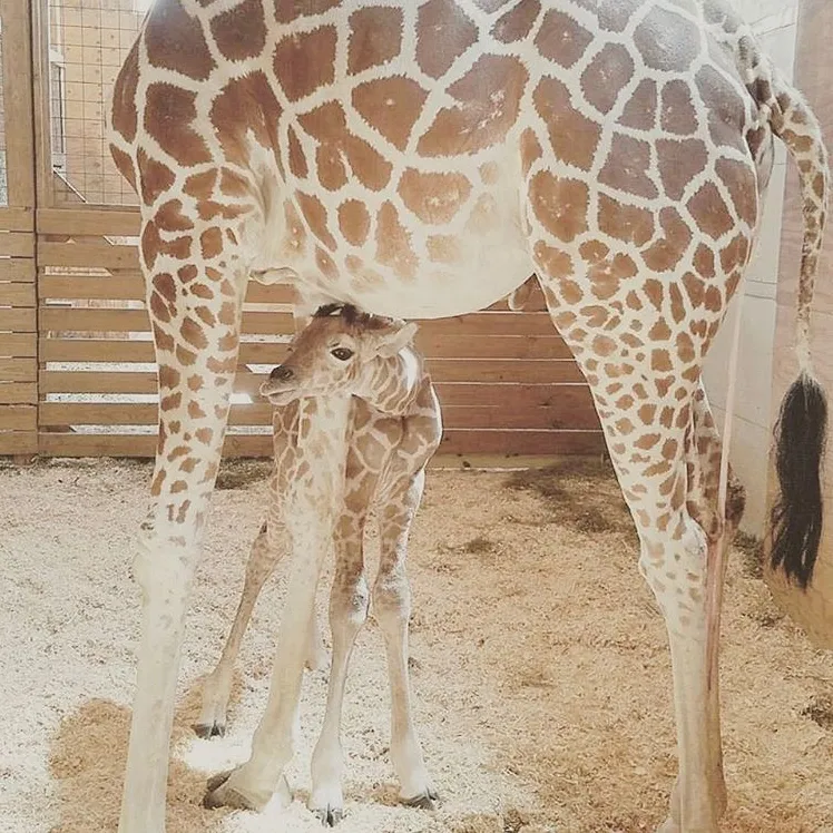 April the giraffe calf