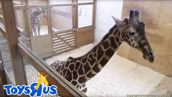 April the giraffe zoom 74fdde6d fcfa 4e75 9a1f c4a45e39eca5