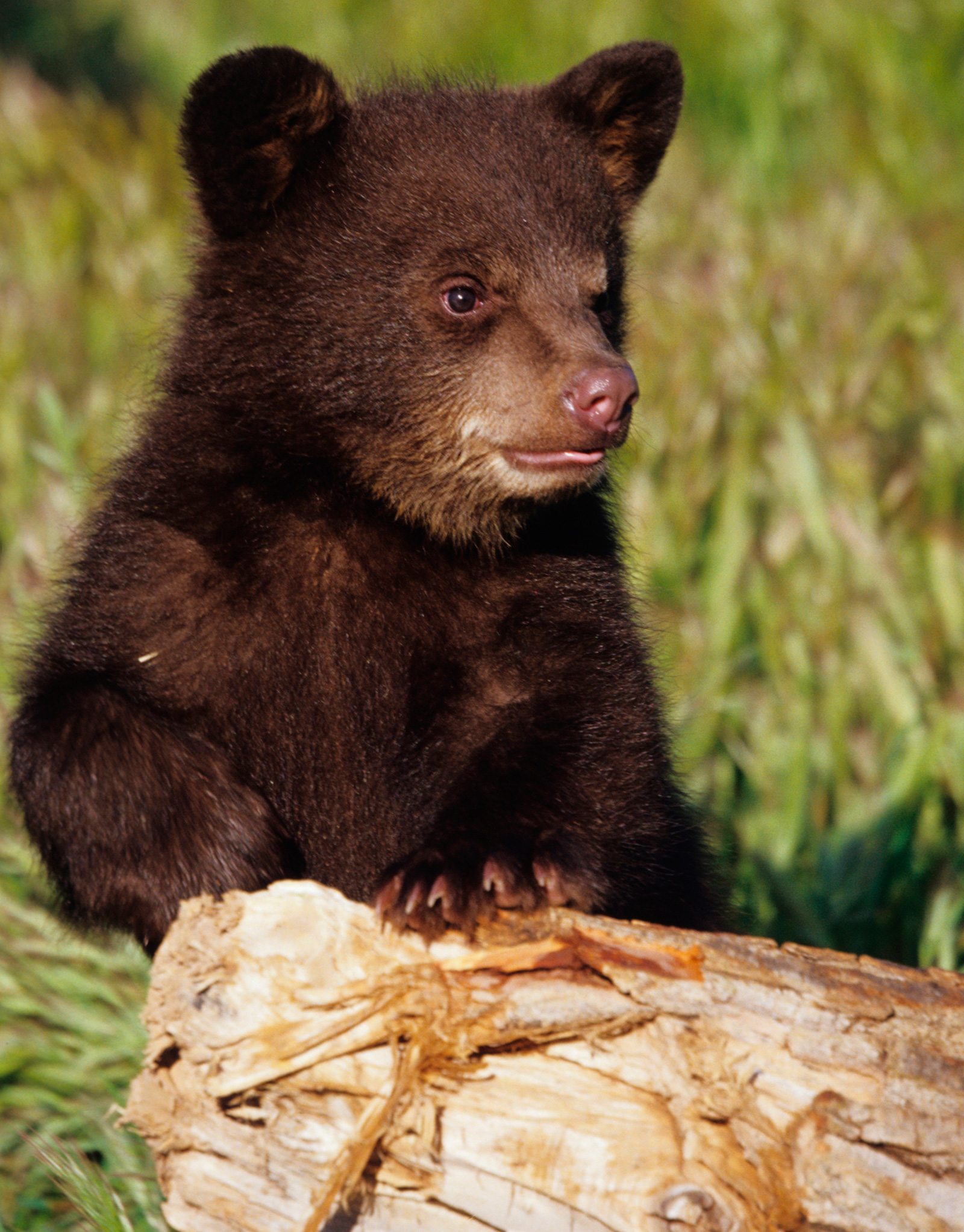 brown bear cub