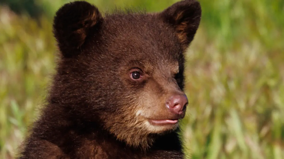 brown bear cub
