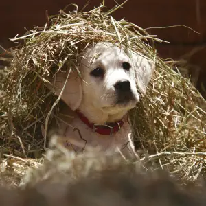 Budweiser Lost Dog Super Bowl XLIX ad