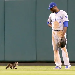 Cardinals rally cat 2 a97819ee 8c16 4717 8ec6 9a0e5913601c