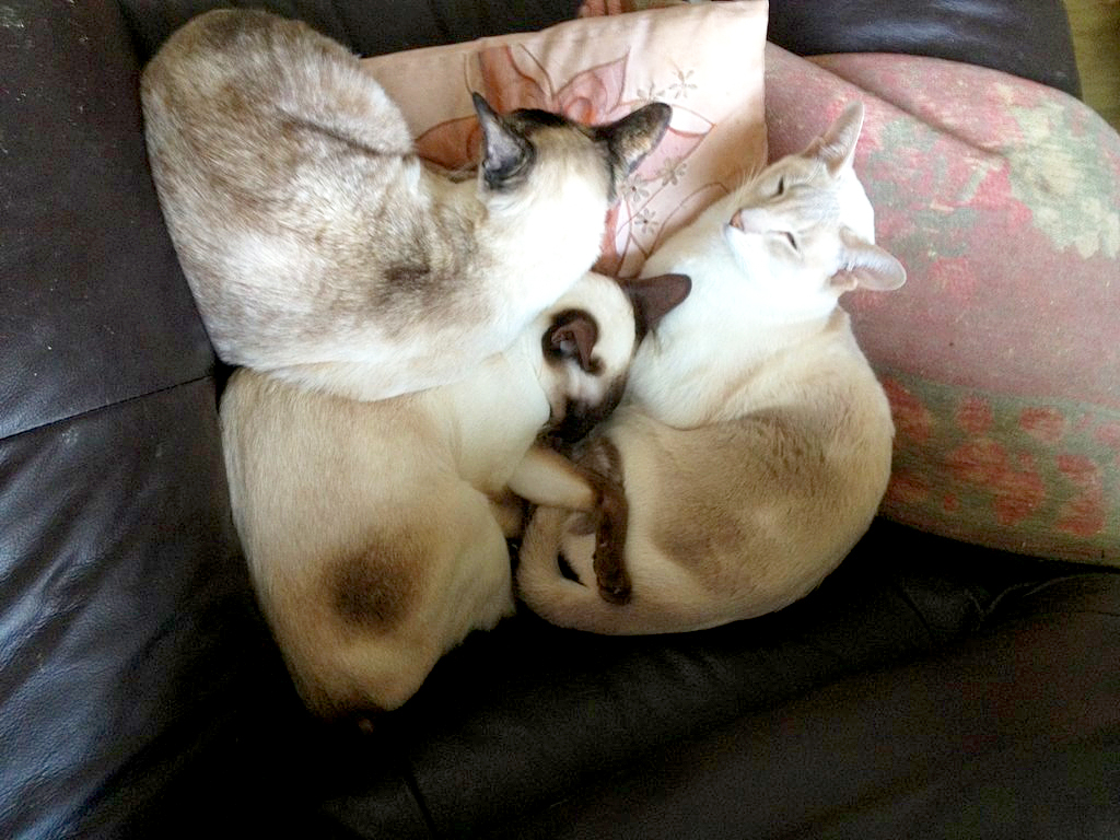 Grove Lodge Veterinary Group