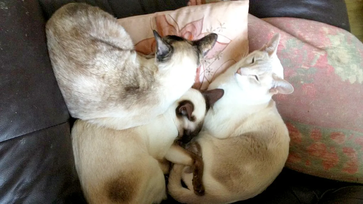 Grove Lodge Veterinary Group