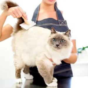 Cateau marmont e61b6033 e677 42fe bd52 84ff2e482c2d