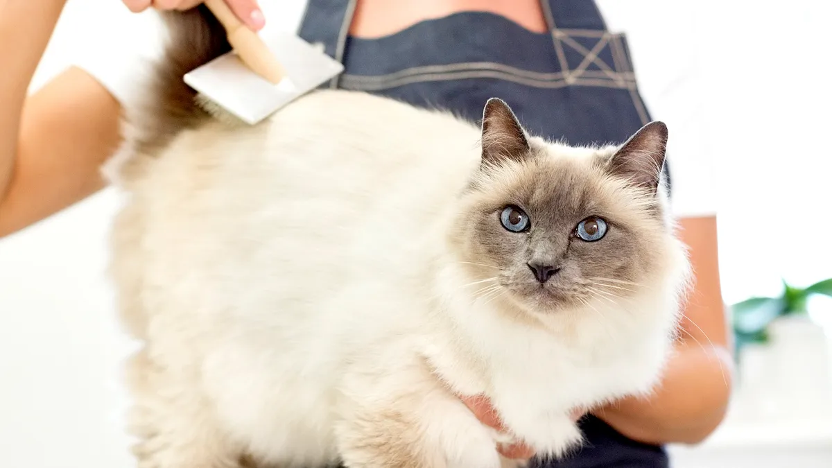 Cateau marmont e61b6033 e677 42fe bd52 84ff2e482c2d