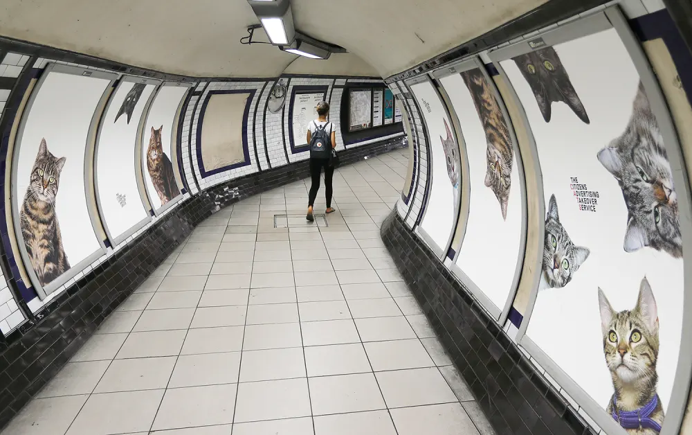 Cats fill the Clapham Common Tube station in London, Tuesday, Sept. 13, 2016