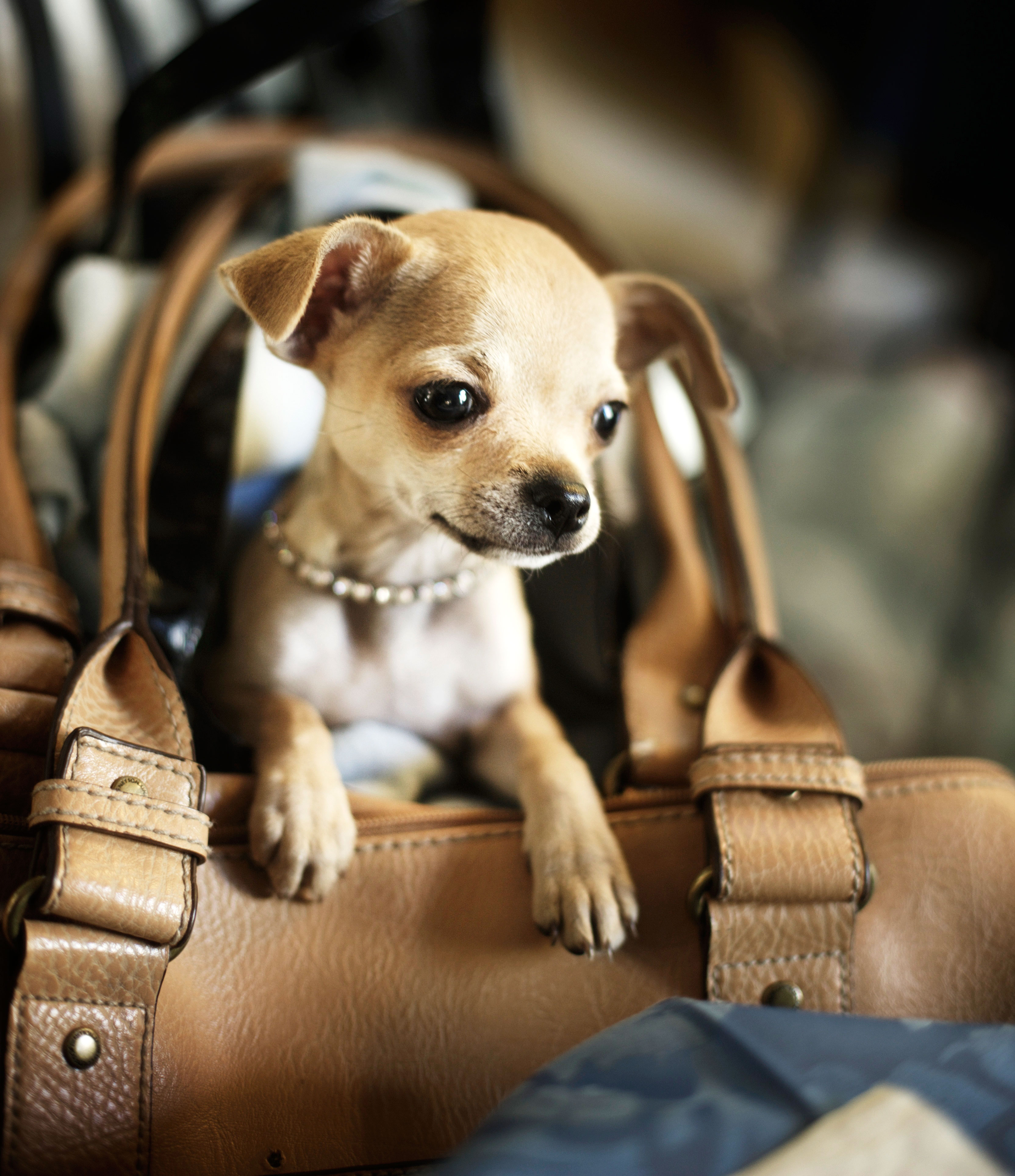 Chihuahua 27c8b939 66cf 42d2 b345 98fb43595d97