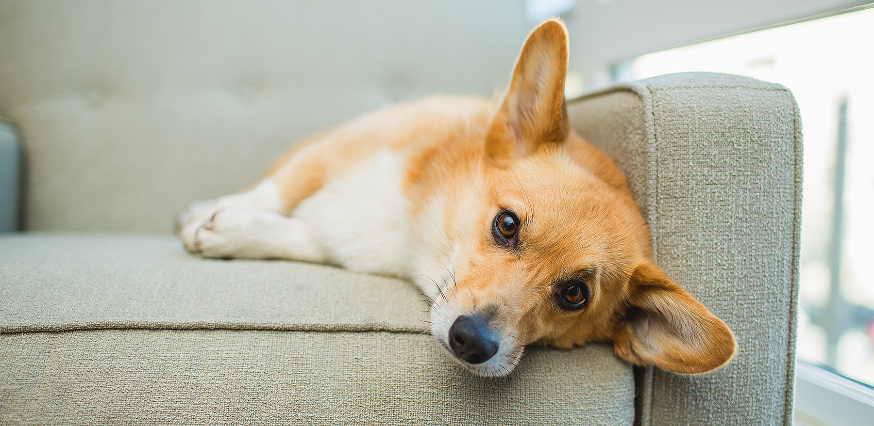 A Pembroke Welsh Corgi