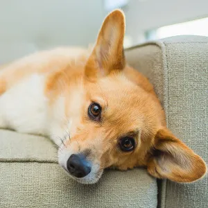A Pembroke Welsh Corgi