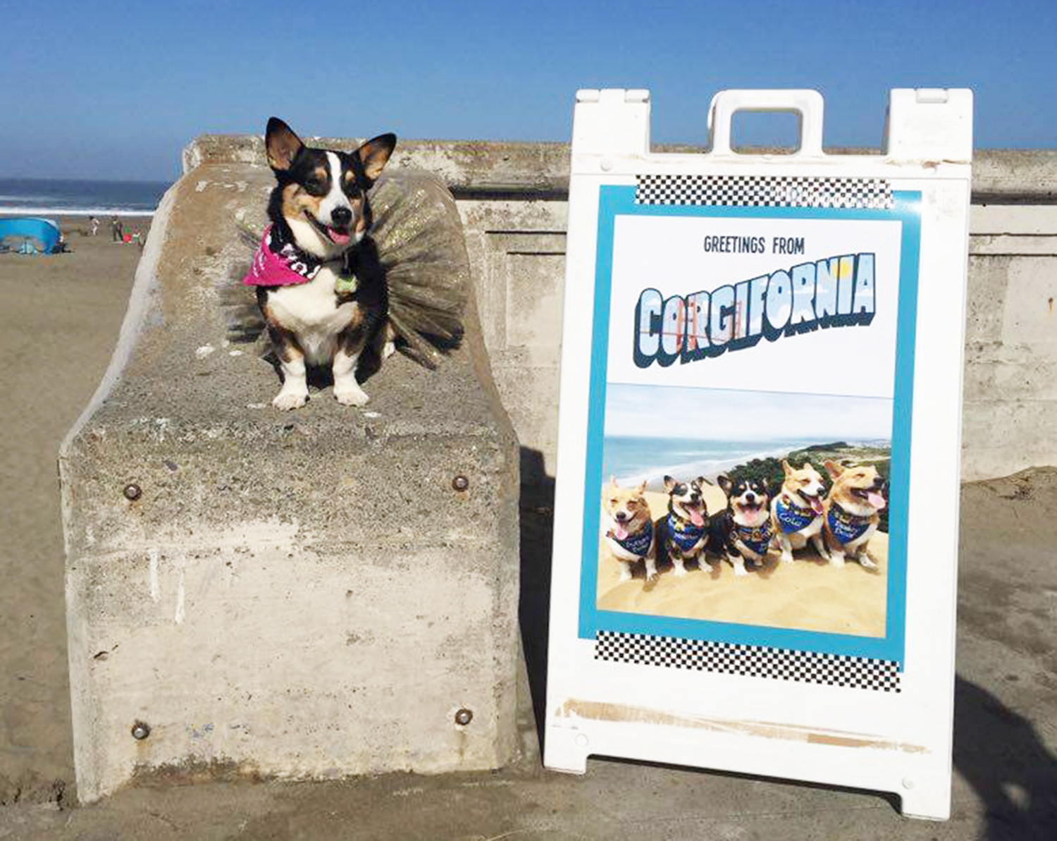 Corgi con 2 d4096db7 bf2f 43c4 af38 8e98dc9e9e4e