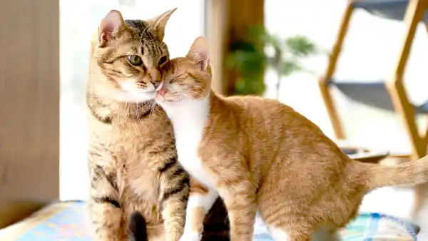 Cute cats 36a570a0 d0e2 468d 9ec4 21853488ef48