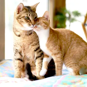 Cute cats 36a570a0 d0e2 468d 9ec4 21853488ef48