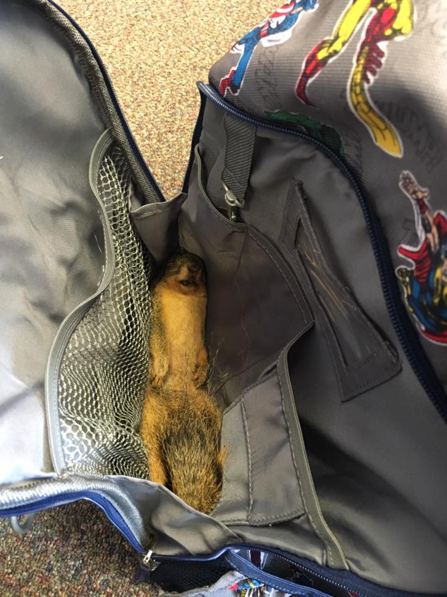 Dead squirrel 869fc280 6761 41a6 82c5 abc9fb1234fc
