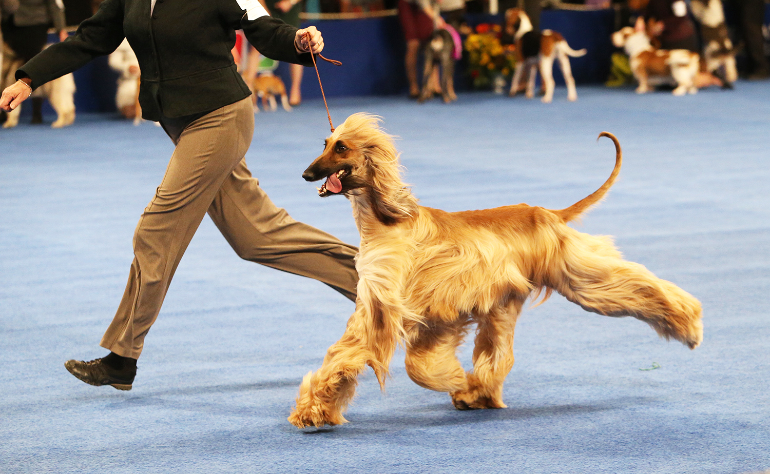 THE NATIONAL DOG SHOW PRESENTED BY PURINA -- 2015