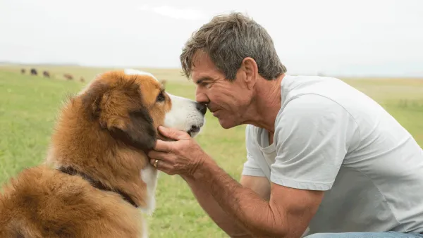 Dog's Purpose