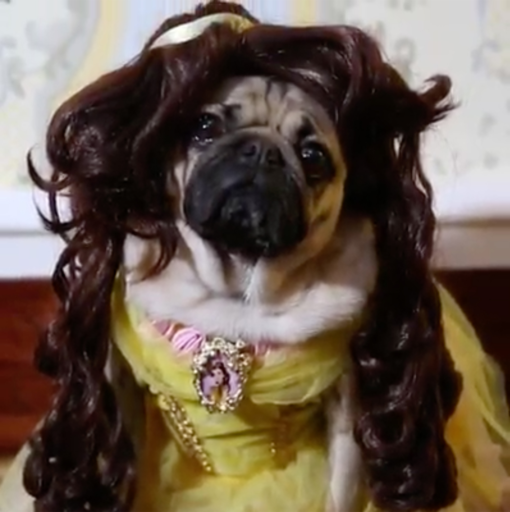 Doug the pug1 26e4815c 7940 4429 b8ed f0cec8baadce