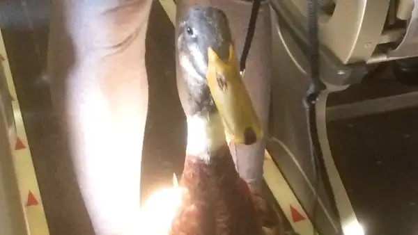 Duck