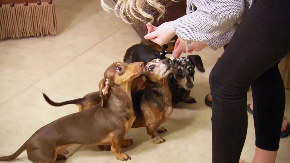 Emily Haley Ferguson dogs