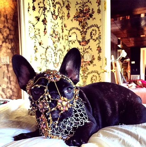 Lady Gaga's dog
