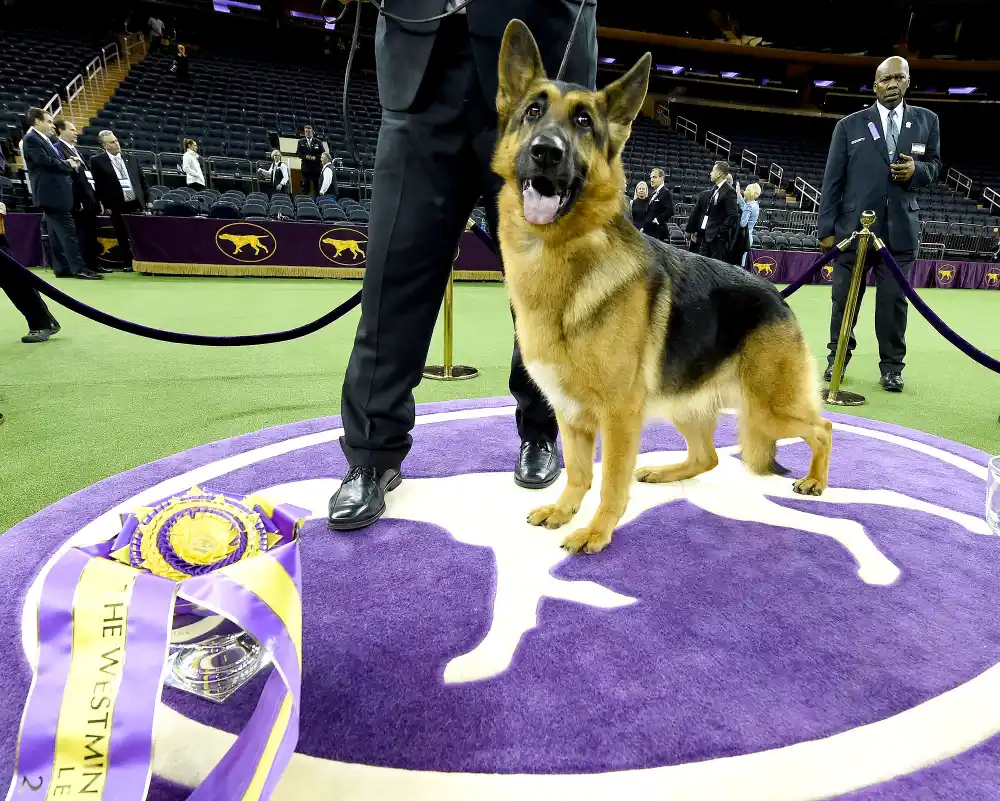 Rumor, a German shepherd, stands next to Kent Boyleshis, the handler after it won