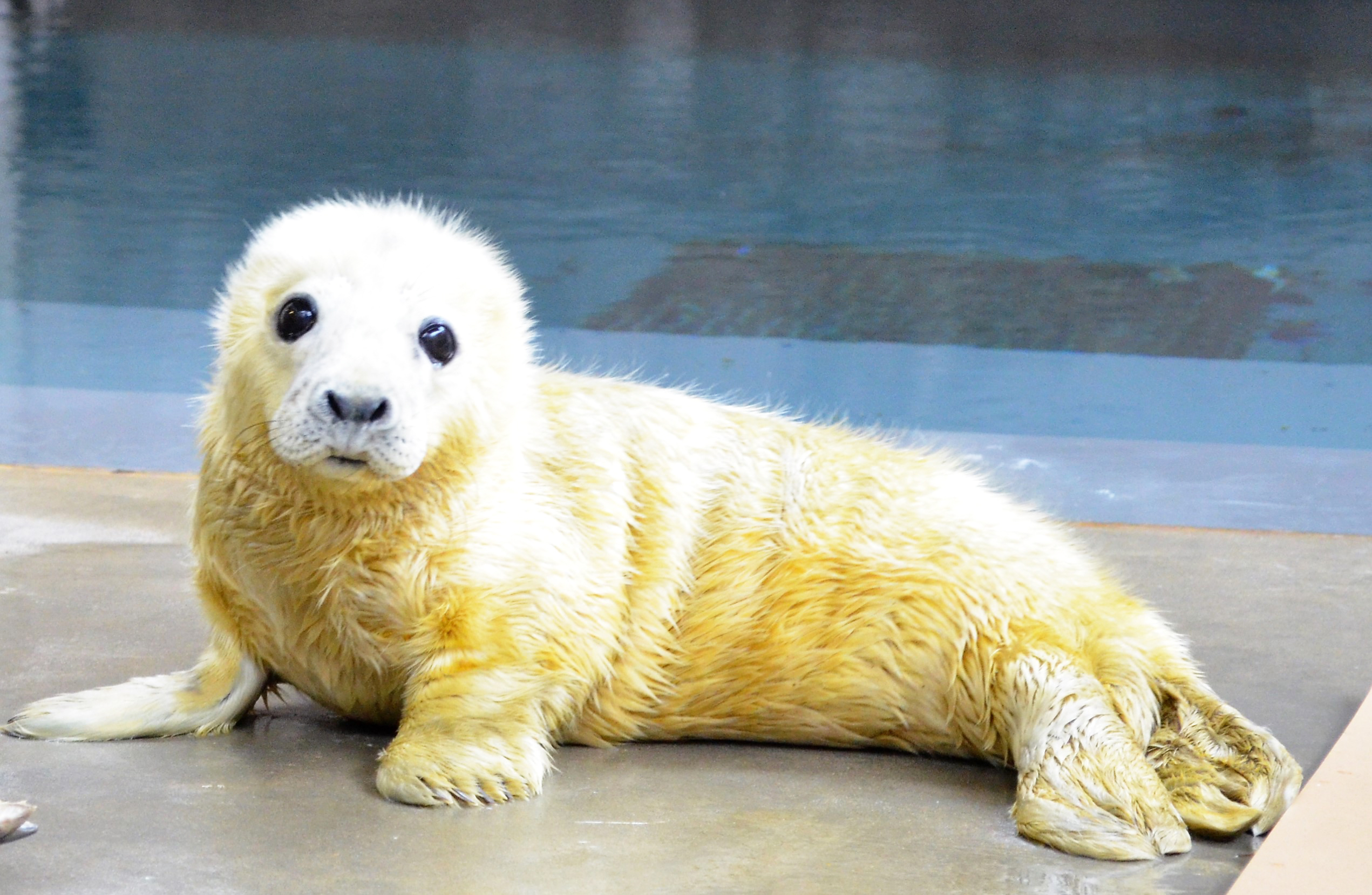 Female gray seal pup, born Jan. 21 at 12:43 a.m. to mother Kara.