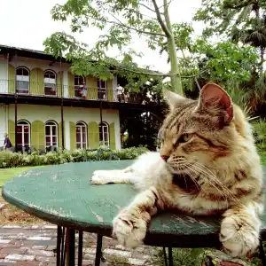 A cat rests on a table in the garden of American author Ernest Hemingway''s home June 15, 1999 in Key West, Florida.