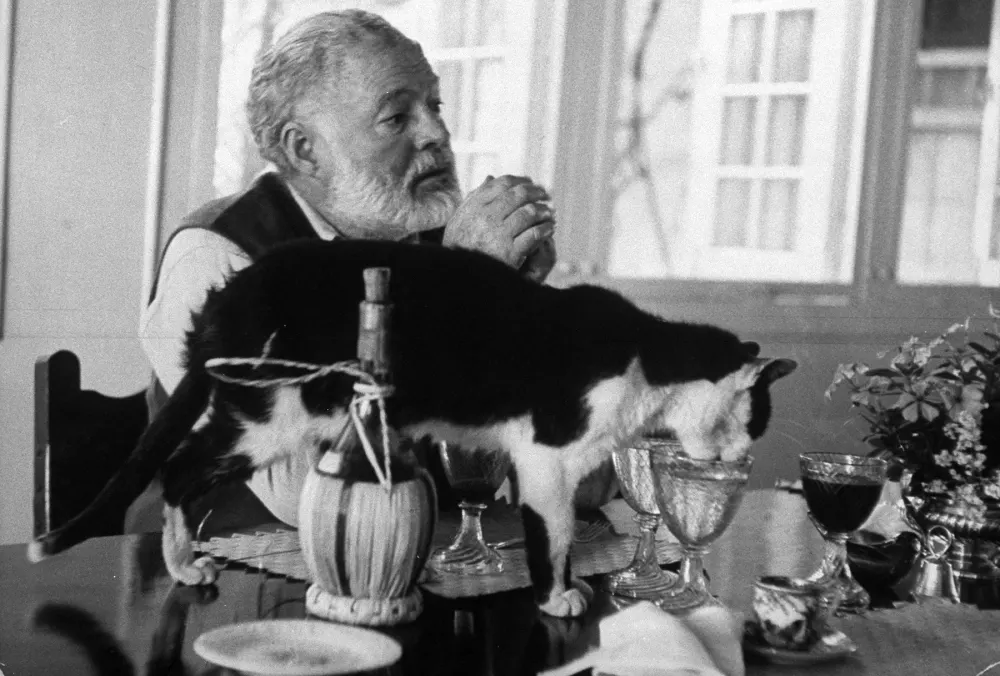 Ernest Hemingway sitting at table with his cat circa 1960.