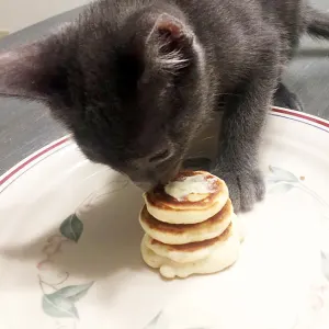 Chase Stout Kenzie Jones kitten pancakes