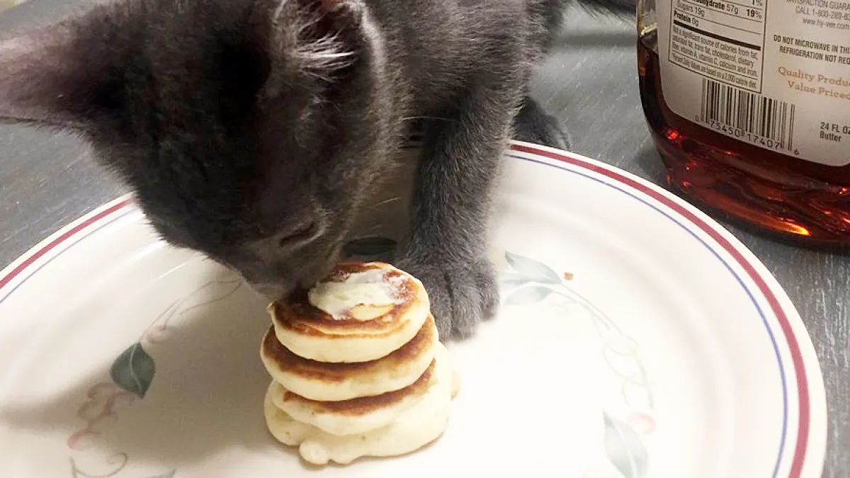 Chase Stout Kenzie Jones kitten pancakes
