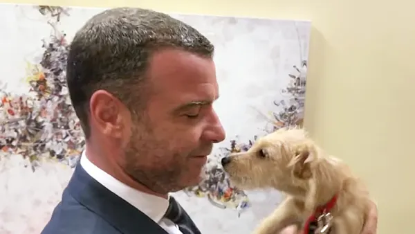 Liev Schrieber puppy hurricane