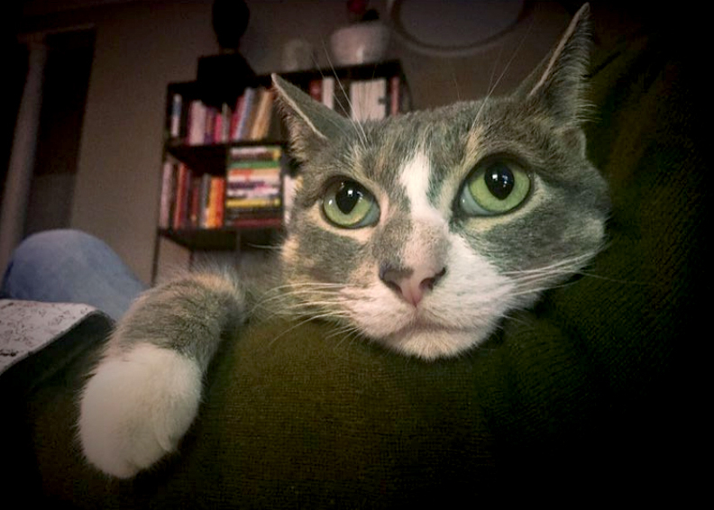 Mary irwin cat f6e133bb 7791 43b6 b6e2 cbaee3cc00b8